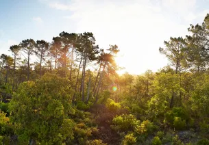 La Forêt des Landes, l'une des plus grandes d'Europe de l'Ouest