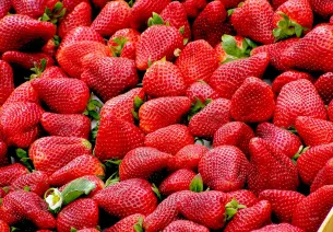 La fraise du Lot-et-Garonne