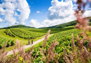 VAE dans les vignes du Vernois