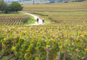 La véloroute au coeur des vignobles du Santenay