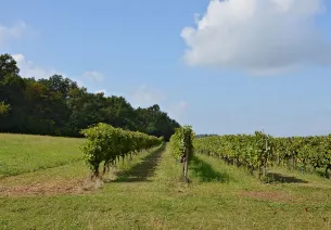 Le vignoble du Frontonnais