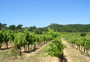 Une dégustation de côte du Rhône