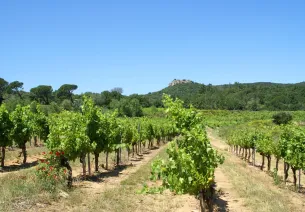 Vignoble des Côtes du Rhône gardoises