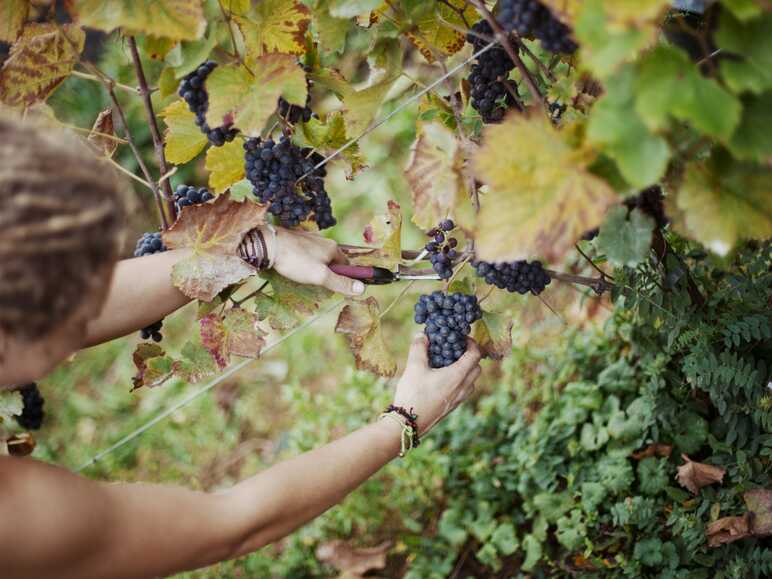 Les vignobles de Moselle