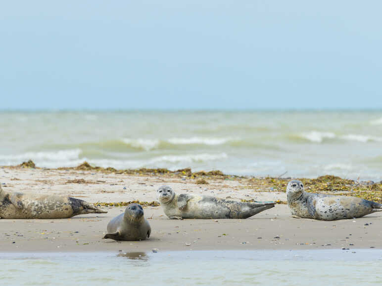 Les phoques de la Baie de Somme