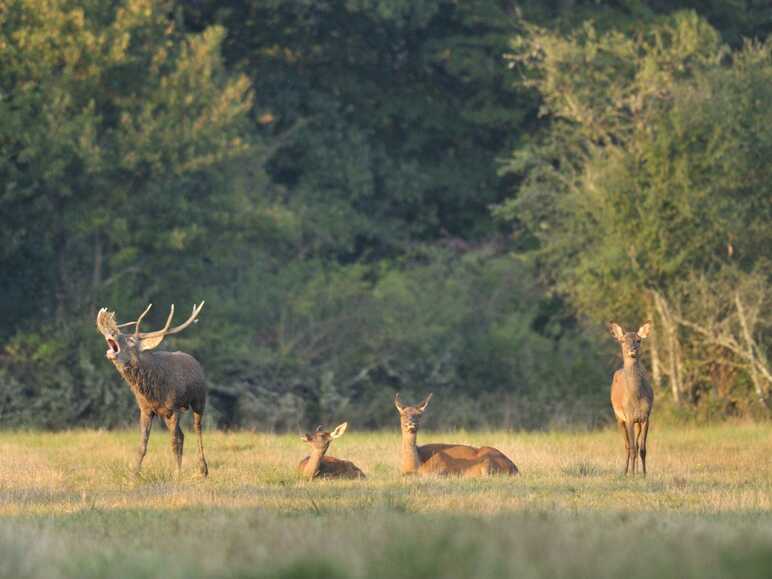 Brame-du-Cerf en Sologne