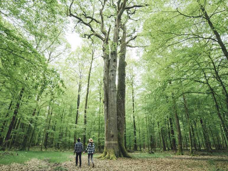 Flâner dans les forêts du Perche