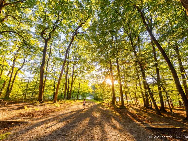 Balade dans la forêt de Loches