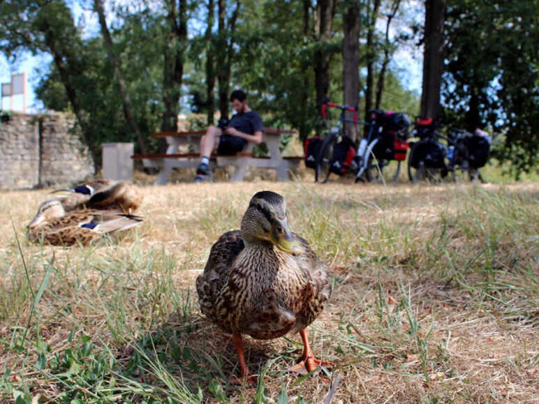 Canard sur l'EuroVelo 6