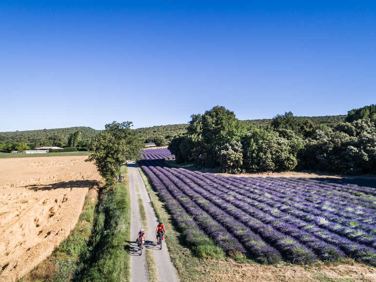 Champs de lavande près de Céreste