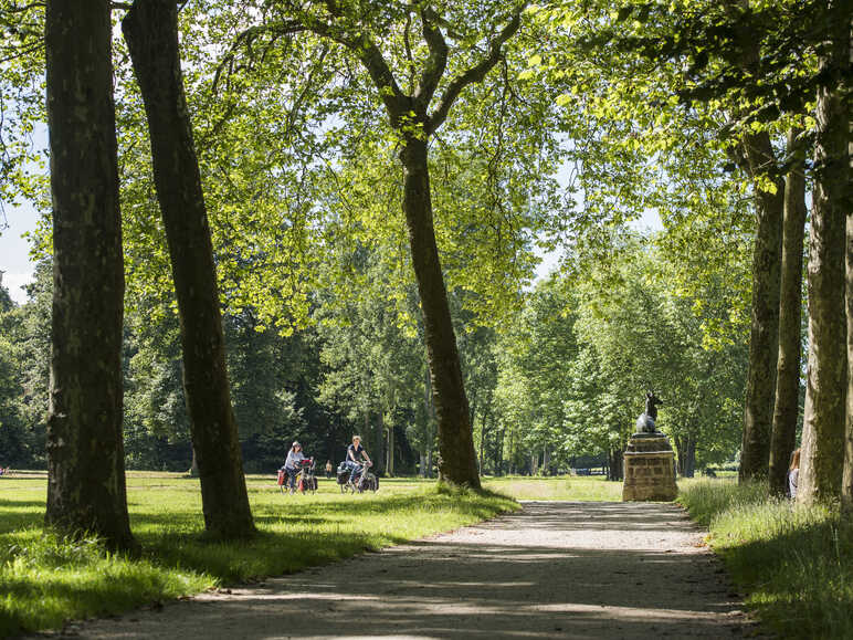 Balade à vélo sous les arbres dans le domaine de Rambouillet