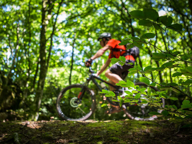 voyage VTT en forêt