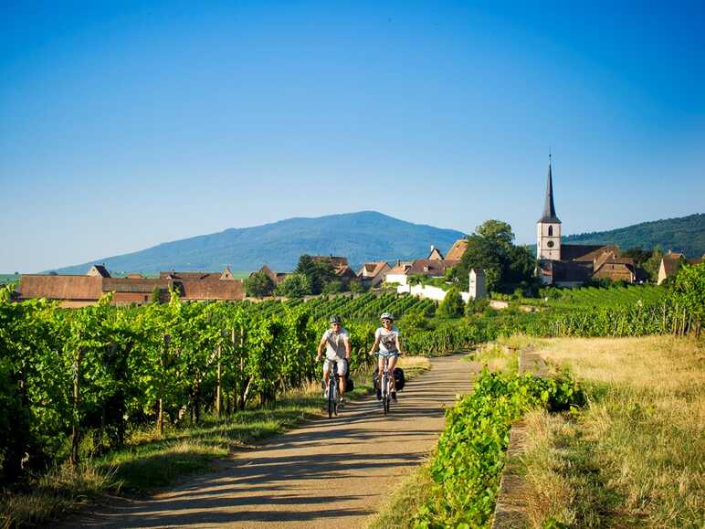 La route du Vignoble à vélo en Alsace -Mittelbergheim