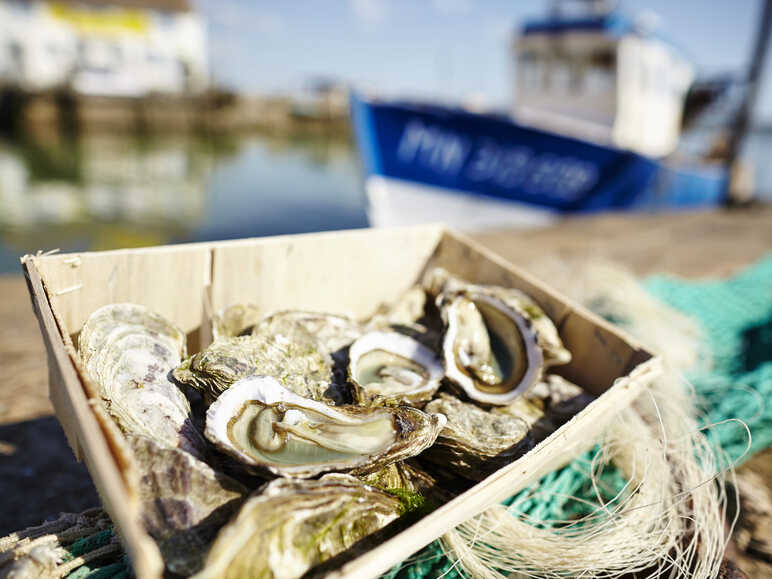 Dégustation d'huîtres fraîches de l'Océan Atlantique