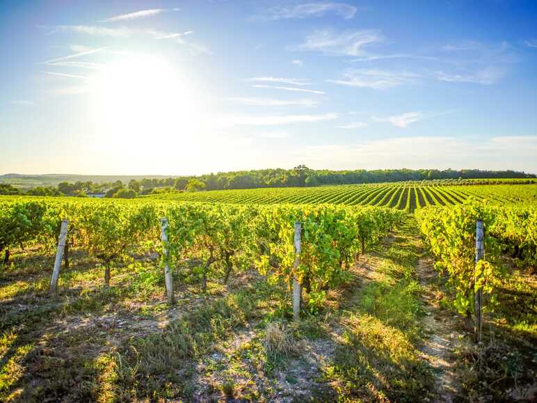 Vignoble de Cognac à Saint-Simeux