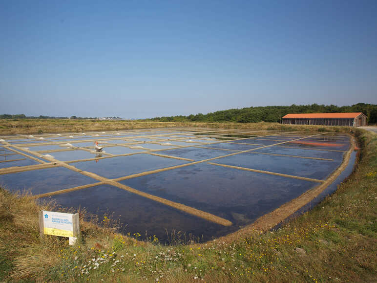 Marais du Mès salt marshes