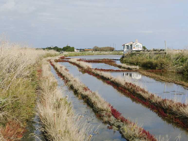 Noirmoutier de marais en moulins