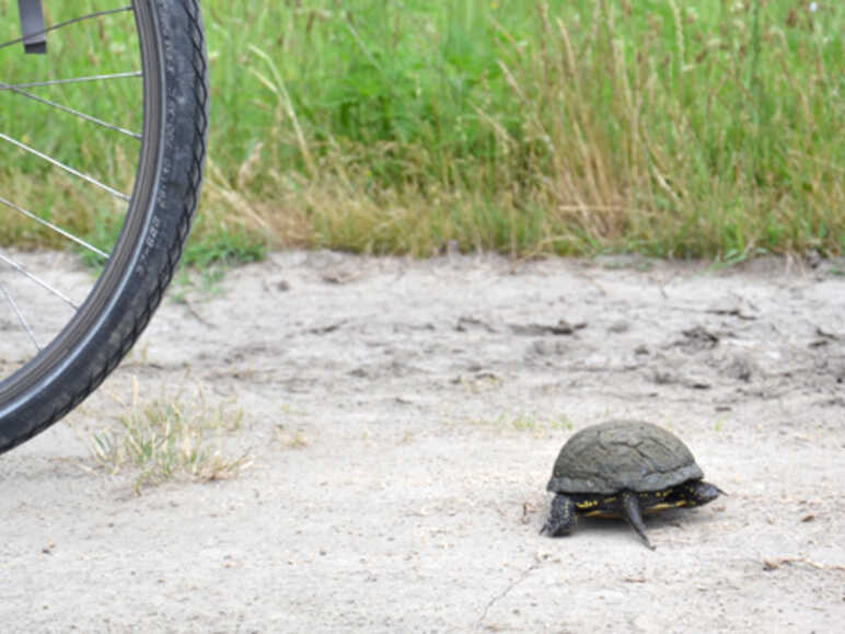 Tortue et vélo