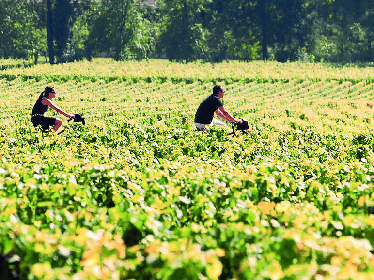 Côte de Nuits, Côte de Beaune et Côte Chalonnaise