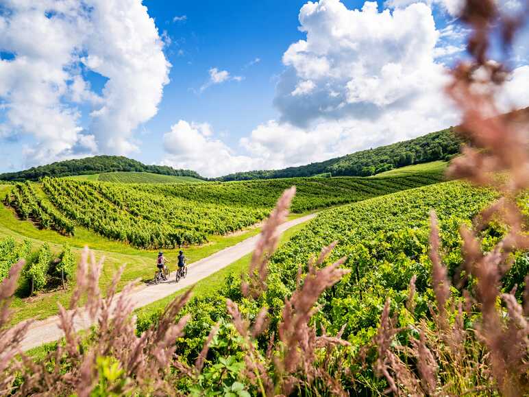 VAE dans les vignes du Vernois