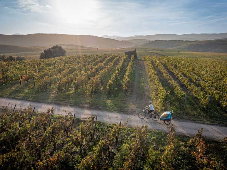 Vignes sur l'itinéraire de La Véloccitanie