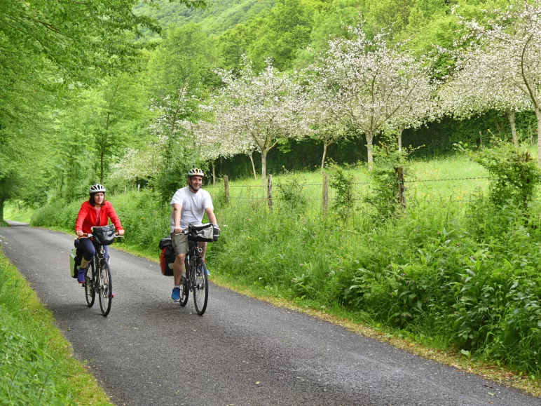 Suisse Normande à vélo au milieu de pommiers en fleurs