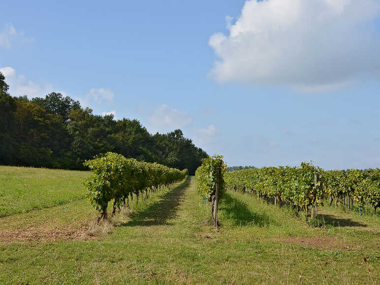 Le vignoble du Frontonnais