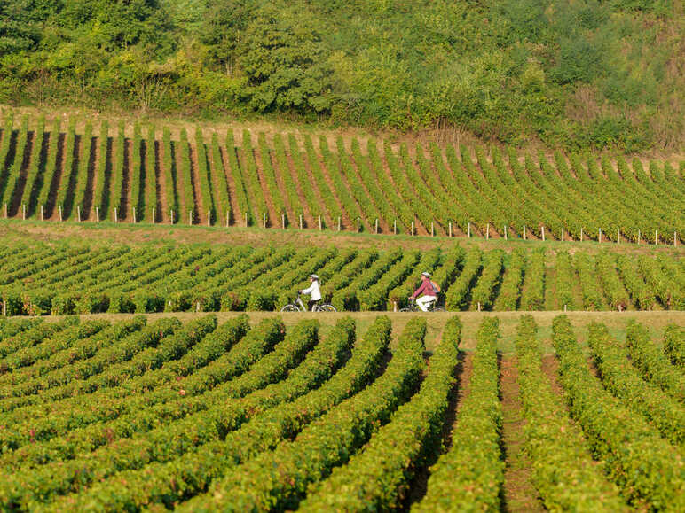 À vélo sur la voie verte au cœur des vignes - Bourgogne du Sud